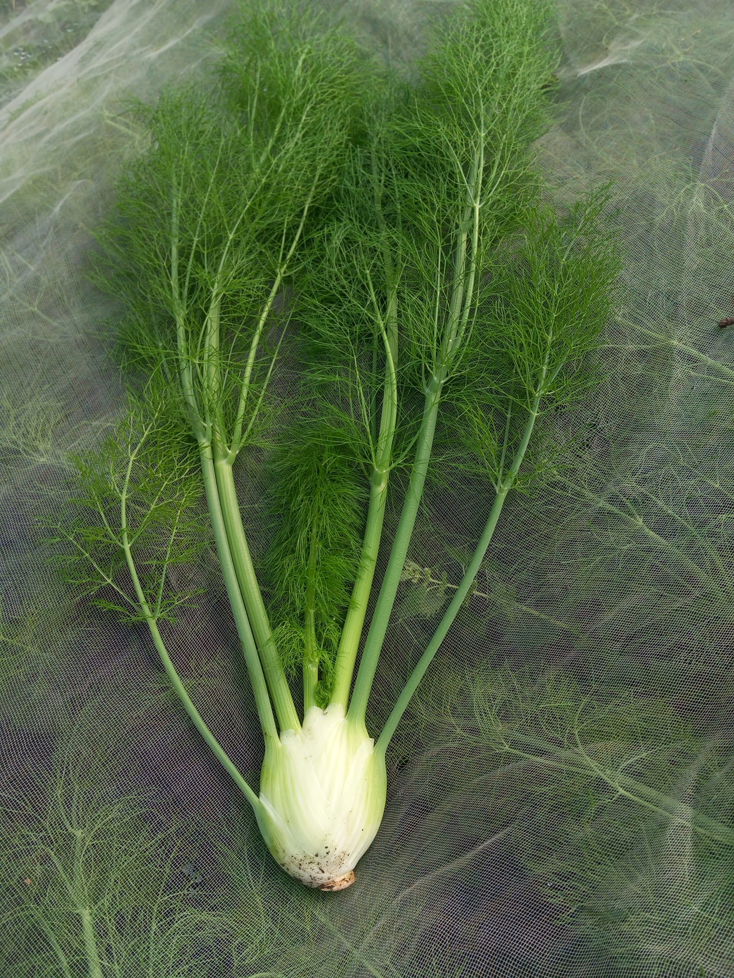 ein ganzer abgeernteter Fechel, auf einem Netz liegend, darunter sind weitere Fenchel sichtbar